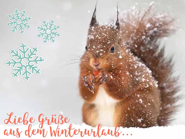 Winter, Eichhörnchen, Squirrel Vorarlberg, Österreich