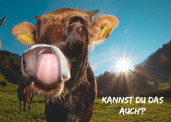 Faszinierender Fakt: Eine Kuh produziert täglich bis zu 200 Liter
Speichel — das ist mehr als eine große Badewanne voll! Dafür sind bis zu 30.000 Kaubewegungen nötig.