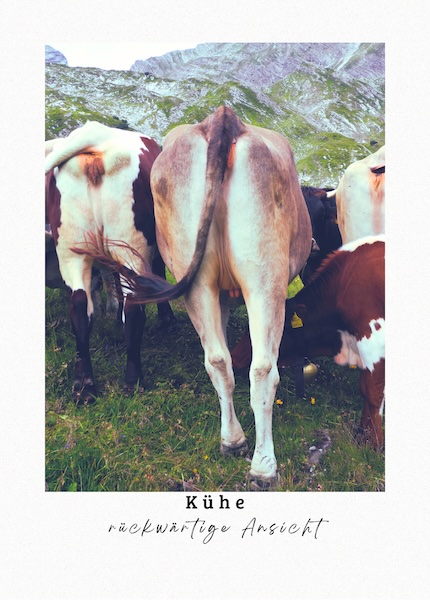 Kühe sind im Grunde vierbeinige, grasfressende Meditationskünstler mit eingebauter Milchbar. Sie haben ein sehr entspanntes Lebensmotto, das hauptsächlich aus Fressen, Liegen und Wiederkäuen besteht.