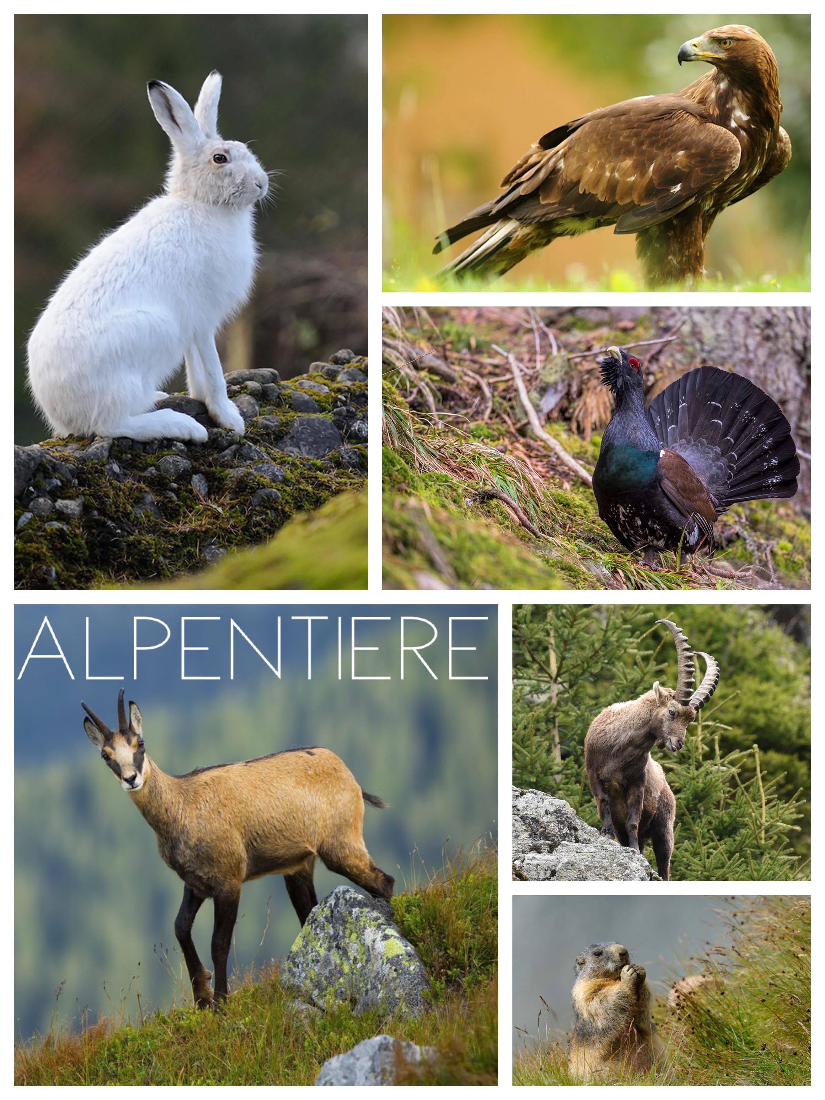 Schneehase, Steinadler, Auerhahn, Gams, Steinbock, Murmeltier