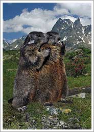 Murmeltiere, Marmots, Marmota marmota, Marmottes des montagnes